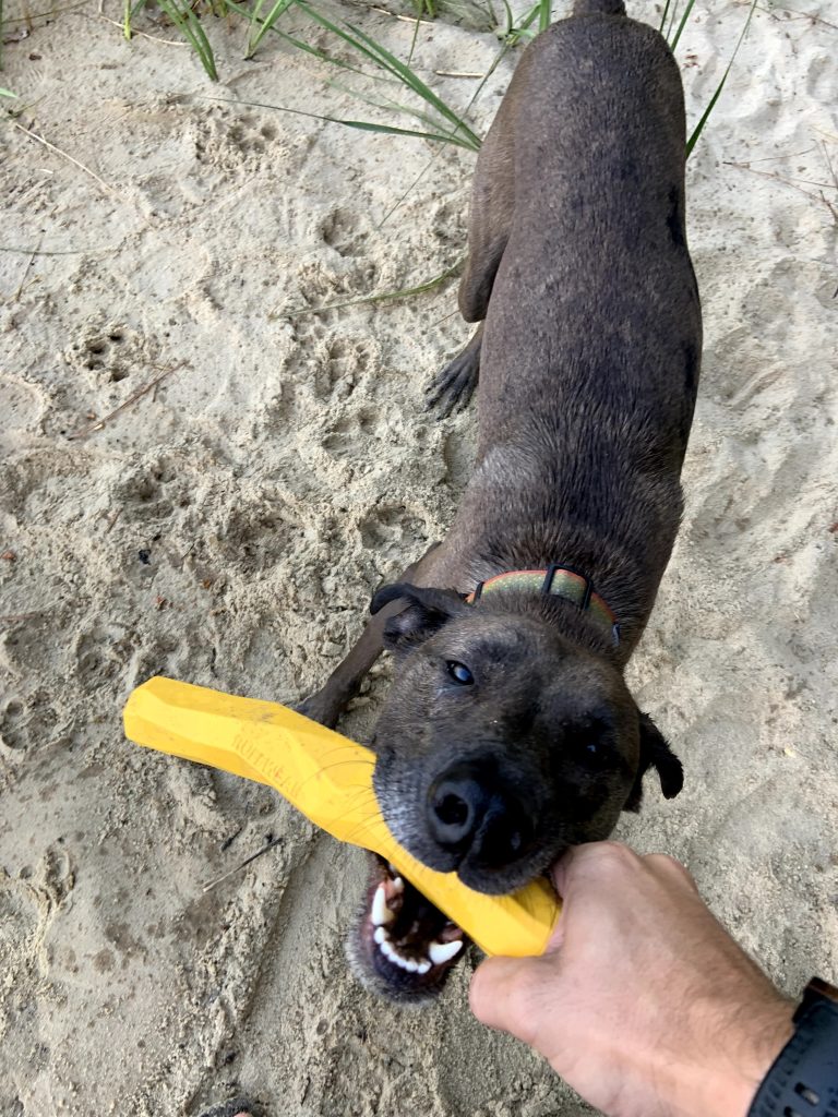 RuffWear Gnawt-A-Stick Dog Toy
